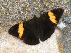 Adelpha lycorias