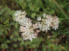 Allium haematochiton