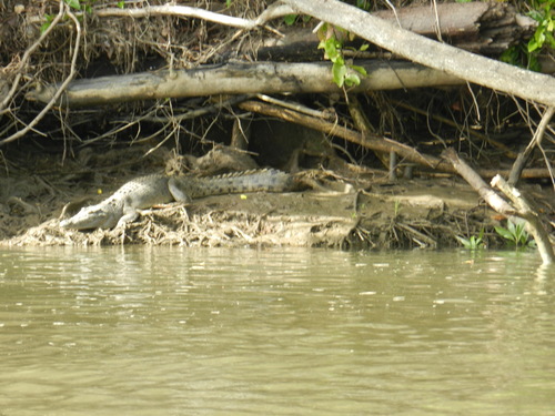 Crocodylus porosus