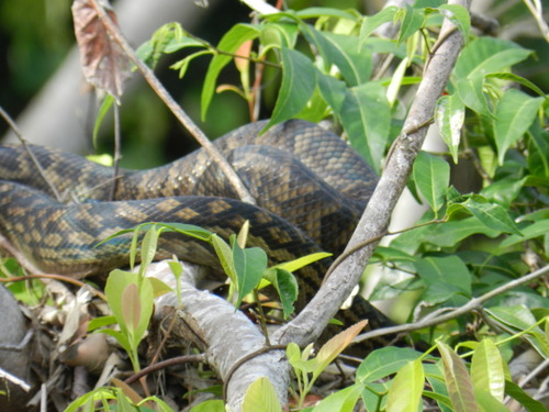 Simalia kinghorni