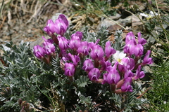 Oxytropis tragacanthoides