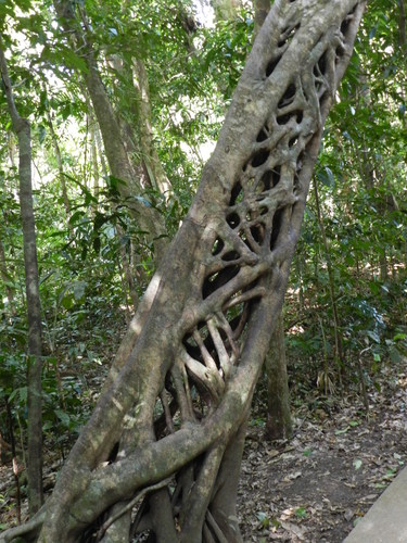 Image of Ficus pleurocarpa by no rights reserved