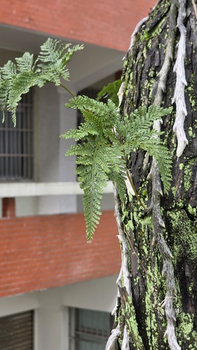 Davallia griffithiana, photograph 6