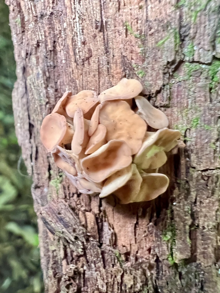 Helotiales sp. 'GA01'