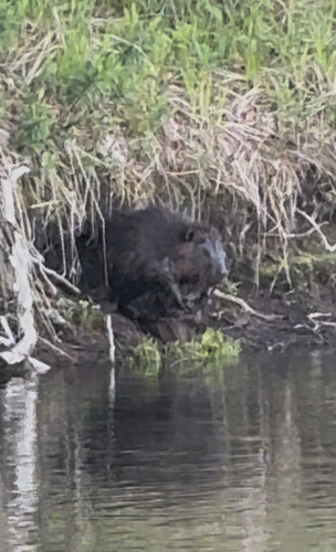 American Beaver