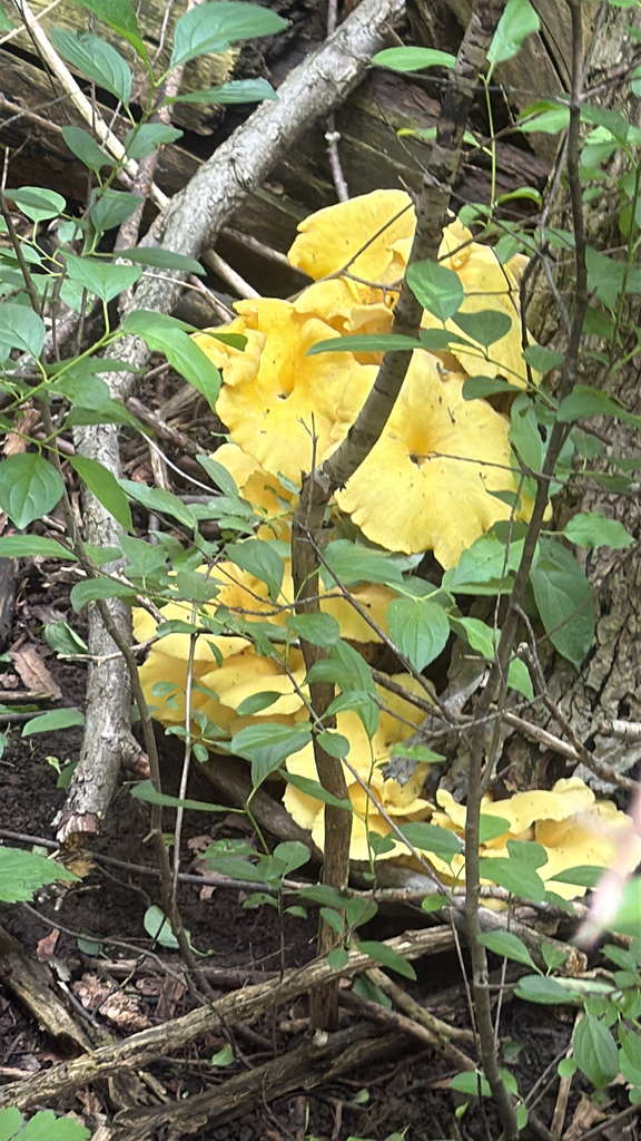 Golden Oyster Mushroom · June 2026 · photo: Photo: (c) Jude Kesl, some rights reserved (CC BY) · iNaturalist