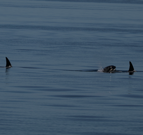 Sighting photo
