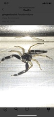Salticidae