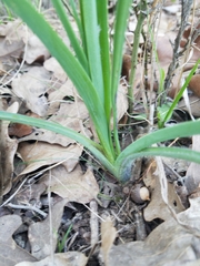 Tradescantia tharpii