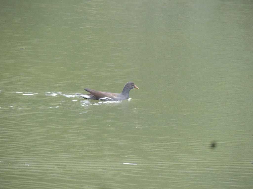 Gallinula galeata galeata