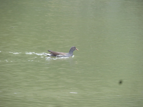 Gallinula galeata galeata