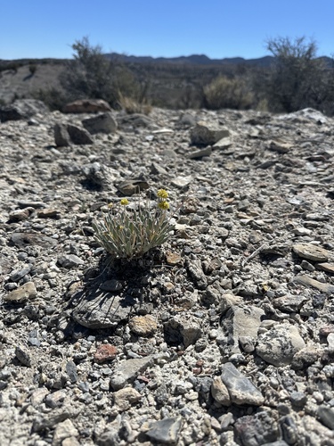 Great Basin Desert Buckwheat