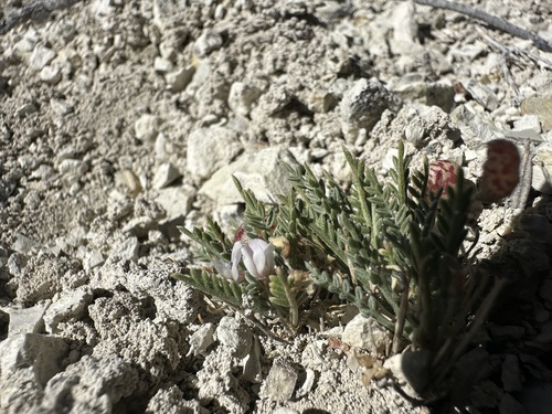 broad-keeled milkvetch