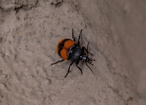 Panagaeus sallei