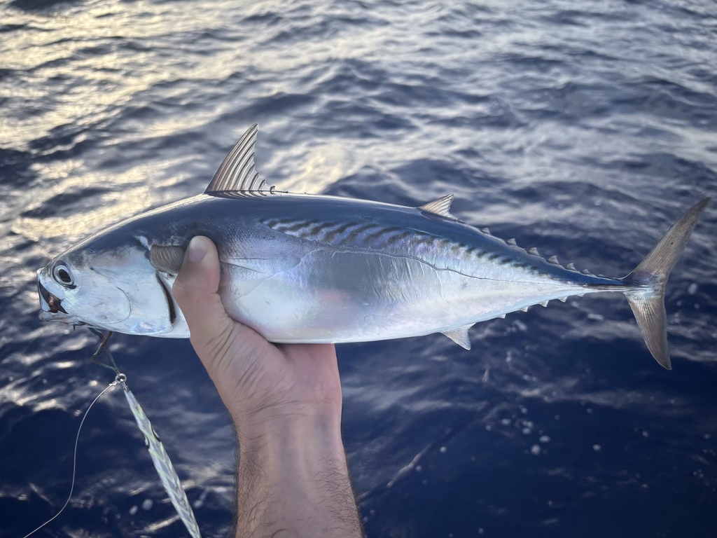 Frigate Tuna