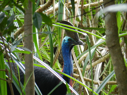 Casuarius casuarius