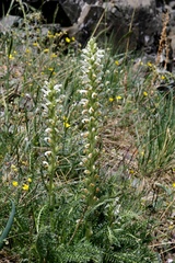 Pedicularis achilleifolia