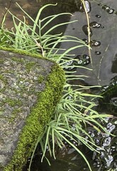Pteris multifida, photograph (c) 胡正恆(Jackson Hu), some rights reserved (CC BY)