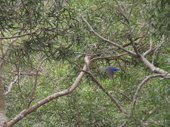 Hypothymis azurea oberholseri