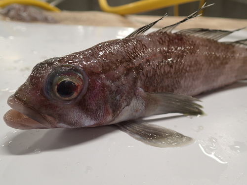 Gray rockcod (Lepidonotothen squamifrons) — Nototheniidae — 4