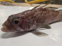 Grey Rockcod photo 2
