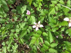 Rubus pungens oldhamii