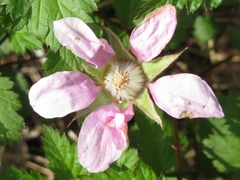 Rubus pungens oldhamii