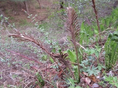 Matteuccia struthiopteris