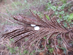 Matteuccia struthiopteris