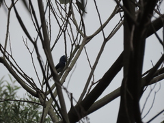 Hypothymis azurea oberholseri