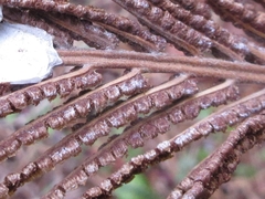 Matteuccia struthiopteris