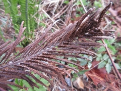 Matteuccia struthiopteris