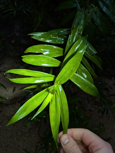Freycinetia scandens, photograph 3