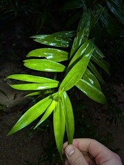 (c) Matt B, some rights reserved (CC BY) Freycinetia scandens, photograph (c) Matt B, some rights reserved (CC BY)
