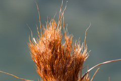 Andropogon glomeratus