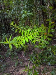 (c) Matt B, some rights reserved (CC BY) Freycinetia scandens, photograph (c) Matt B, some rights reserved (CC BY)