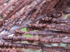 Matteuccia struthiopteris