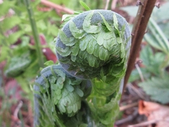 Matteuccia struthiopteris