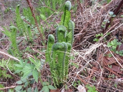 Matteuccia struthiopteris