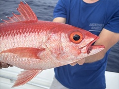 Queen Snapper photo 3
