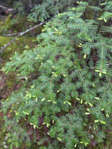 balsam fir