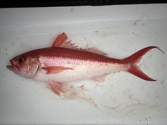 Queen Snapper photo 5