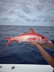 Queen Snapper photo 2