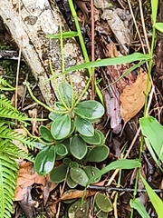 (c) Yinling Chen, some rights reserved (CC BY) Peperomia japonica, photograph (c) Yinling Chen, some rights reserved (CC BY)