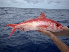 Queen Snapper photo 1