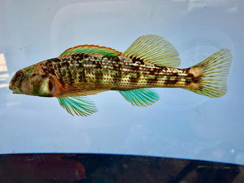 Swannanoa darter (Etheostoma swannanoa) — Percidae — 4