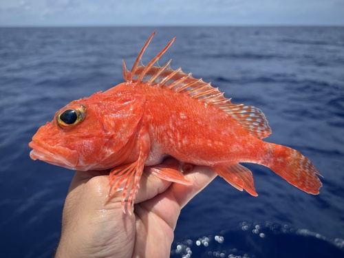 Longspine scorpionfish (Pontinus longispinis) — Scorpaenidae — 2