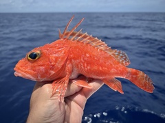 Longspine Scorpionfish photo 1