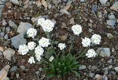 Noccaea cochleariformis