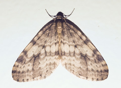 Operophtera occidentalis